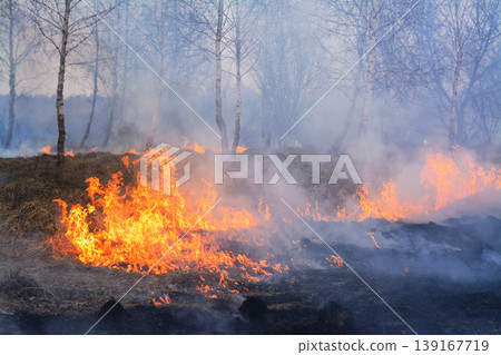 Wild fire burns young birch trees. Forest fire damages environment burns trees and dry grass in spring in the evening Wild fire burns young birch trees. Forest fire damages environment burns trees and dry grass in spring in the evening 139167719