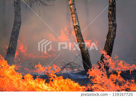 Burning young trees and grass in the countryside at night. Big forest fire and clouds of smoke in forest in Spring. Environmental problem and pollution of ecosystem Burning young trees and grass in the countryside at night. Big forest fire and clouds of smoke in forest in Spring. Environmental problem and pollution of ecosystem 139167720