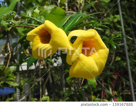 A cultivated variety of Allamanda, called "Large-flowered Allamanda". A cultivated variety of Allamanda, called "Large-flowered Allamanda". 139167888