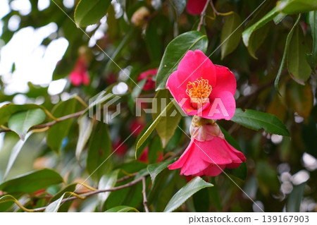 山茶花 139167903