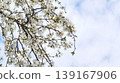 Cherry tree branches covered with delicate white blossoms and young green leaves against a blue cloudy sky. Garden details, spring blooms, ornamental plantings, natural plant textures in the open air 139167906