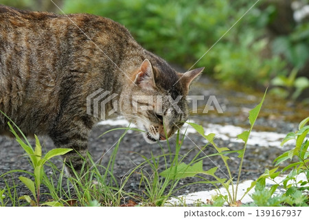 Cat eating grass Cat eating grass 139167937