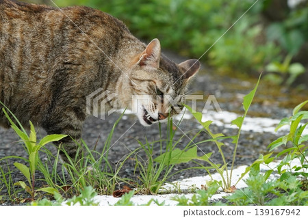 Cat eating grass Cat eating grass 139167942