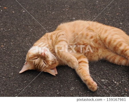 一隻放鬆的貓 一隻放鬆的貓 139167981