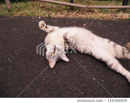 A relaxing cat A relaxing cat 139168009