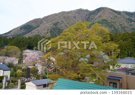 Zelkova tree 139168033
