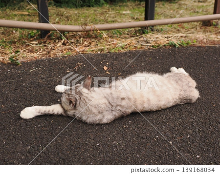 A relaxing cat 139168034