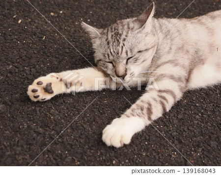 A relaxing cat A relaxing cat 139168043