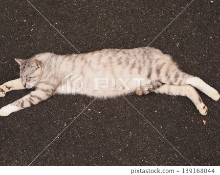 A relaxing cat 139168044