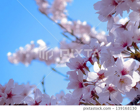 Sakura that shines in the blue sky Sakura that shines in the blue sky 139168130