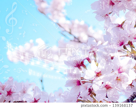 春日藍天，櫻花花瓣 139168137