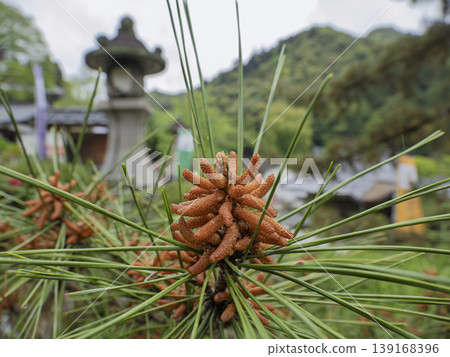 The budding spirit of Japan: Pine blossoms and the tranquility of the ancient capital 139168396