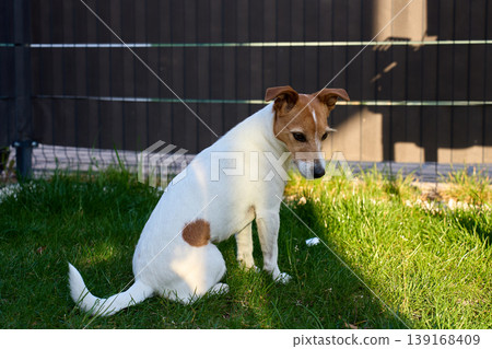 Small white and brown dog sits on grass in a fenced backyard Small white and brown dog sits on grass in a fenced backyard 139168409