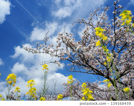 強姦花和櫻花和藍天 強姦花和櫻花和藍天 139168439