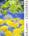 Dandelions and fresh green leaves create a spring image. 139168450