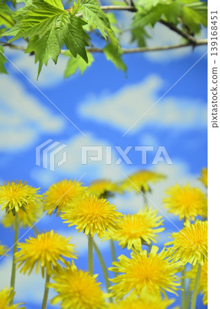 蒲公英和嫩綠的葉子營造出春天的景象。 蒲公英和嫩綠的葉子營造出春天的景象。 139168451