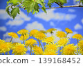 Dandelions and fresh green leaves create a spring image. 139168452