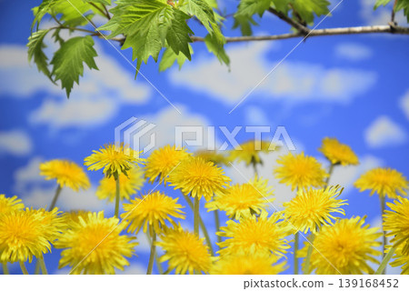 Dandelions and fresh green leaves create a spring image. Dandelions and fresh green leaves create a spring image. 139168452