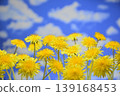 Blue sky and dandelions 139168453