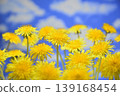 Blue sky and dandelions 139168454