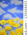 Blue sky and dandelions 139168455