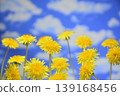 Blue sky and dandelions 139168456