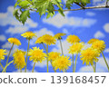 Dandelions and fresh green leaves create a spring image. 139168457