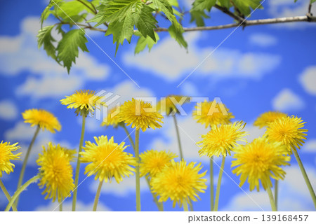Dandelions and fresh green leaves create a spring image. 139168457