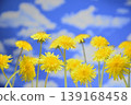 Blue sky and dandelions 139168458