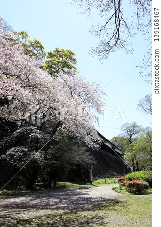 福岡城遺址多門塔樓和福岡市舞鶴公園盛開的櫻花。 福岡城遺址多門塔樓和福岡市舞鶴公園盛開的櫻花。 139168467