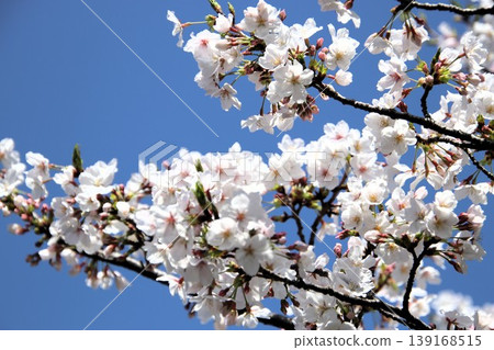 Cherry tree in full bloom Cherry tree in full bloom 139168515