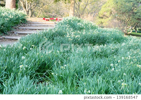 Daffodil flowers Daffodil flowers 139168547
