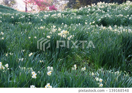 Daffodil flowers 139168548