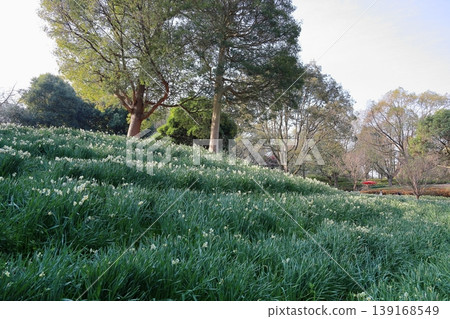 Daffodil flowers 139168549