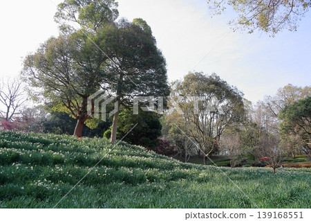 Daffodil flowers Daffodil flowers 139168551