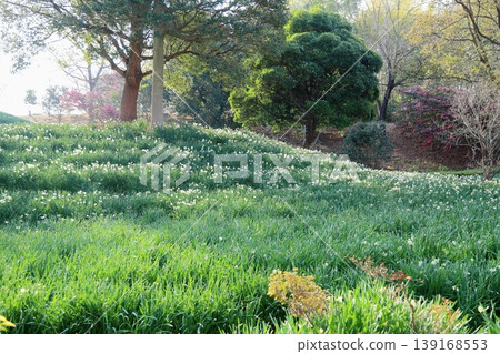 Daffodil flowers Daffodil flowers 139168553