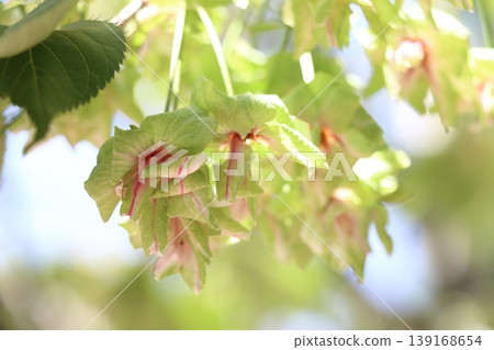 Gyoi-ko cherry blossoms, the green cherry blossoms Gyoi-ko cherry blossoms, the green cherry blossoms 139168654
