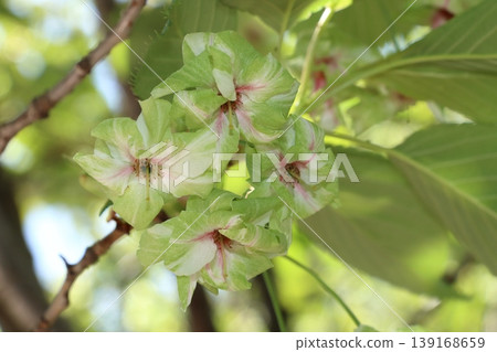 行井櫻,綠色的櫻花 行井櫻,綠色的櫻花 139168659