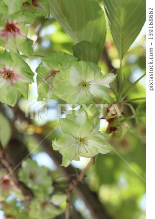 Gyoi-ko cherry blossoms, the green cherry blossoms 139168662