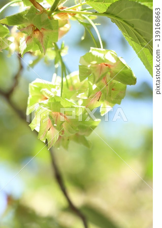 行井櫻，綠色的櫻花 139168663