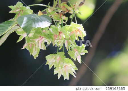 行井櫻,綠色的櫻花 行井櫻,綠色的櫻花 139168665