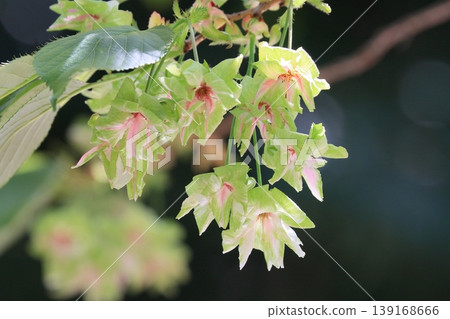 行井櫻，綠色的櫻花 139168666