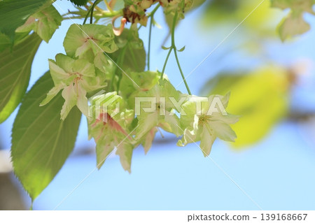 行井櫻,綠色的櫻花 行井櫻,綠色的櫻花 139168667