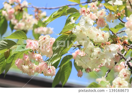 行井櫻,綠色的櫻花 行井櫻,綠色的櫻花 139168673