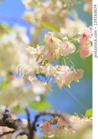 行井櫻,綠色的櫻花 行井櫻,綠色的櫻花 139168674