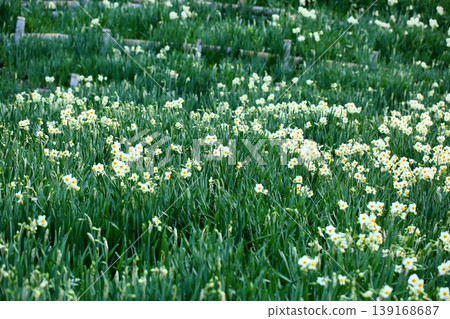 Daffodil flowers Daffodil flowers 139168687