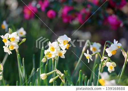 Daffodil flowers Daffodil flowers 139168688