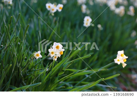 Daffodil flowers Daffodil flowers 139168690