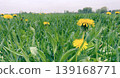 Yellow dandelion flowers in a spring meadow grass field under cloudy sky. Wildflower nature bloom with fresh green leaves, open countryside landscape and seasonal outdoor growth. 139168771