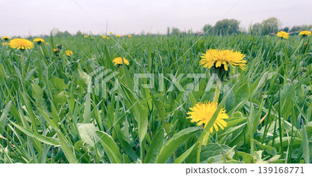 Yellow dandelion flowers in a spring meadow grass field under cloudy sky. Wildflower nature bloom with fresh green leaves, open countryside landscape and seasonal outdoor growth. Yellow dandelion flowers in a spring meadow grass field under cloudy sky. Wildflower nature bloom with fresh green leaves, open countryside landscape and seasonal outdoor growth. 139168771